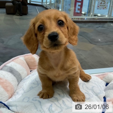 愛知県のミニチュアダックスフンド(ロング) (ペットプラス 岡崎店/2025年10月23日生まれ/女の子/ゴールド)の子犬の4枚目の画像