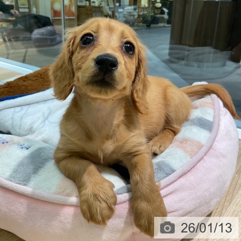 愛知県のミニチュアダックスフンド(ロング) (ペットプラス イオンモール豊川店/2025年10月23日生まれ/女の子/ゴールド)の子犬の4枚目の画像