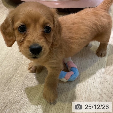 ミニチュア・ダックスフンドの写真