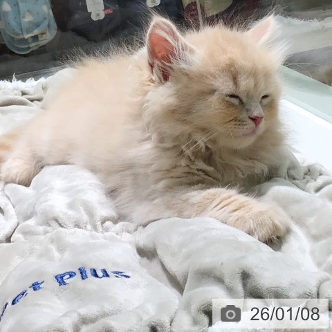 宮崎県のスコティッシュフォールド (ペットプラス 宮崎店/2025年10月27日生まれ/男の子/クリームタビー)の子猫の4枚目の画像