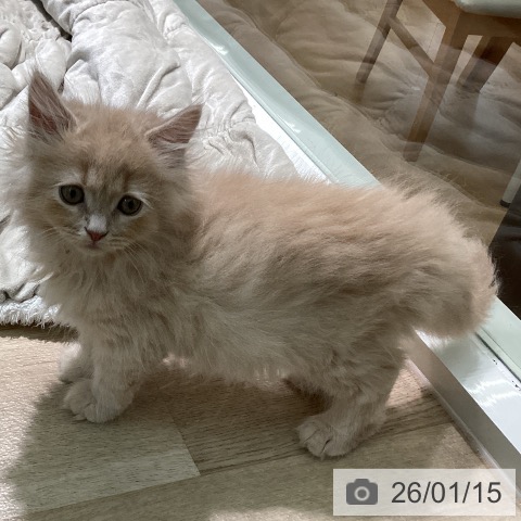 宮崎県のスコティッシュフォールド (ペットプラス 宮崎店/2025年10月27日生まれ/男の子/クリームタビー)の子猫の3枚目の画像