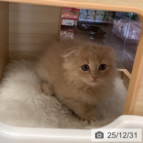 福岡県のスコティッシュフォールド (ペットプラス 福岡店/2025年10月27日生まれ/男の子/クリームタビー)の子猫の3枚目の画像