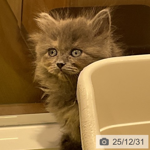 福岡県のスコティッシュフォールド (ペットプラス 福岡店/2025年10月27日生まれ/女の子/ブルークリーム)の子猫の4枚目の画像