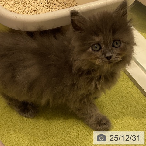 福岡県のスコティッシュフォールド (ペットプラス 福岡店/2025年10月27日生まれ/女の子/ブルークリーム)の子猫の3枚目の画像