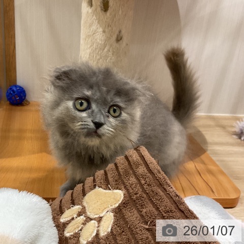 スコティッシュフォールドの写真