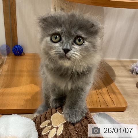 スコティッシュフォールドの写真