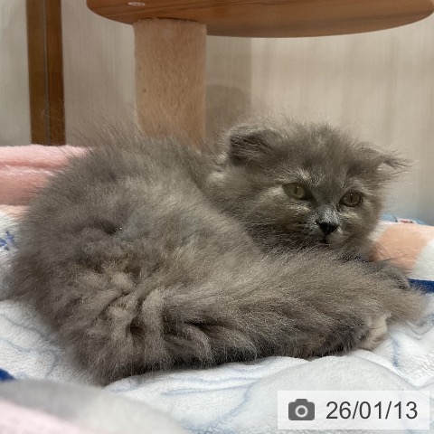 スコティッシュフォールドの写真