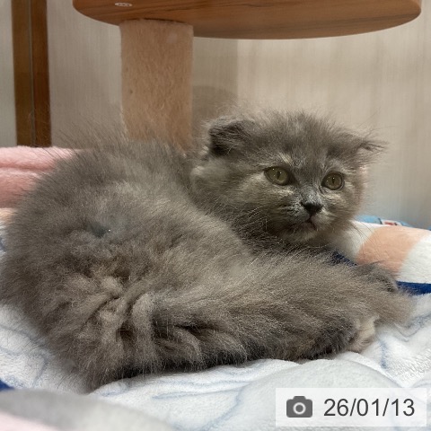 スコティッシュフォールドの写真