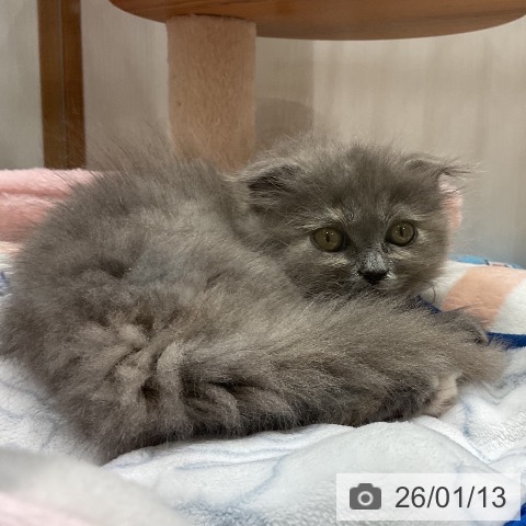 スコティッシュフォールドの写真