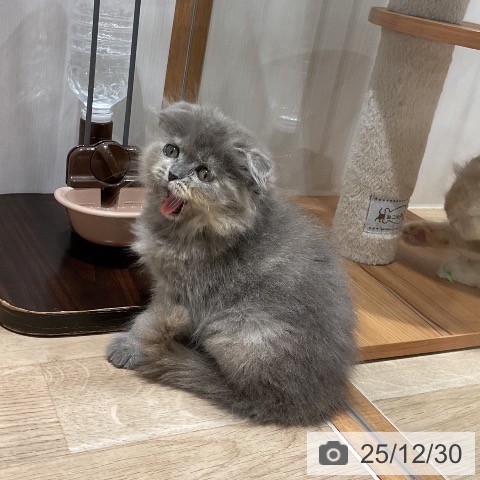 スコティッシュフォールドの写真