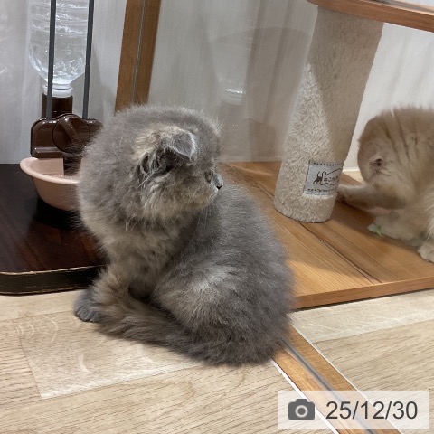 スコティッシュフォールドの写真