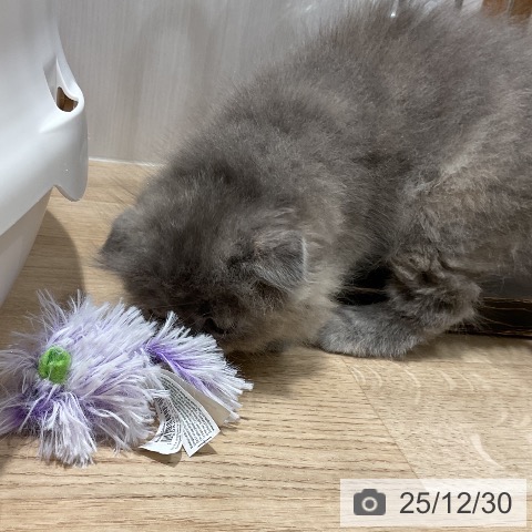 スコティッシュフォールドの写真