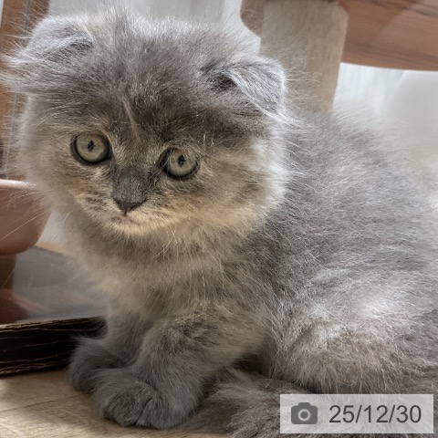 福岡県のスコティッシュフォールド (ペットプラス 八幡東店/2025年10月27日生まれ/女の子/ブルークリーム)の子猫の4枚目の画像