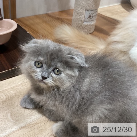 福岡県のスコティッシュフォールド (ペットプラス 八幡東店/2025年10月27日生まれ/女の子/ブルークリーム)の子猫の3枚目の画像