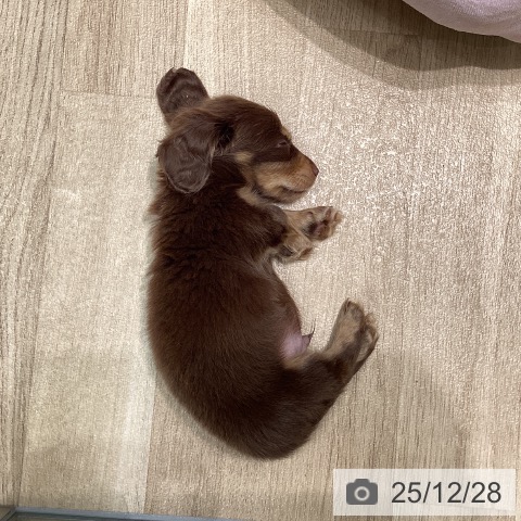 愛知県のミニチュアダックスフンド(ロング) (ペットプラス 則武新町店/2025年10月22日生まれ/男の子/チョコレートタン)の子犬の3枚目の画像