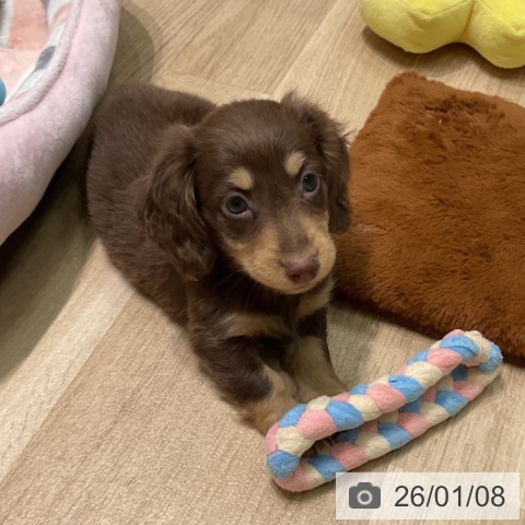 愛知県のミニチュアダックスフンド(ロング) (ペットプラス 則武新町店/2025年10月22日生まれ/男の子/チョコレートタン)の子犬の3枚目の画像