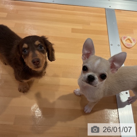 愛知県のミニチュアダックスフンド(ロング) (ペットプラス 名古屋茶屋店/2025年10月22日生まれ/女の子/チョコレートタン)の子犬の4枚目の画像