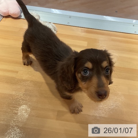 愛知県のミニチュアダックスフンド(ロング) (ペットプラス 名古屋茶屋店/2025年10月22日生まれ/女の子/チョコレートタン)の子犬の3枚目の画像