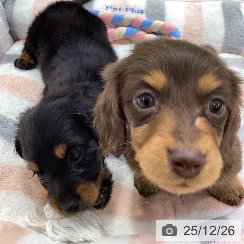 愛知県のミニチュアダックスフンド(ロング) (ペットプラス ナゴヤドーム前店/2025年10月22日生まれ/女の子/チョコレートタン)の子犬の3枚目の画像