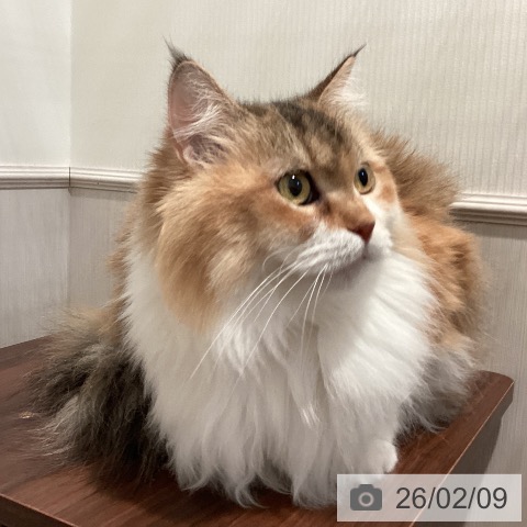 サイベリアンの写真