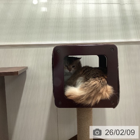 サイベリアンの写真