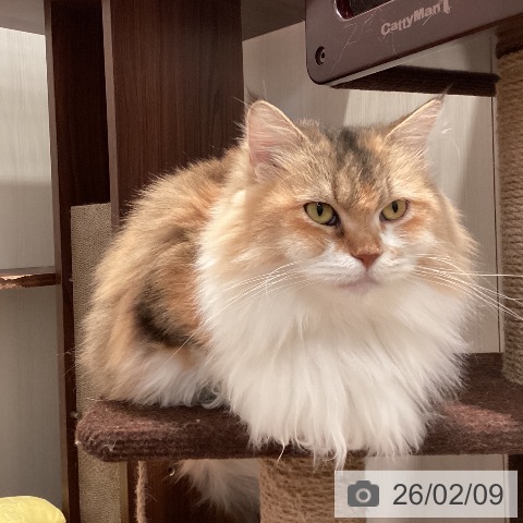 サイベリアンの写真