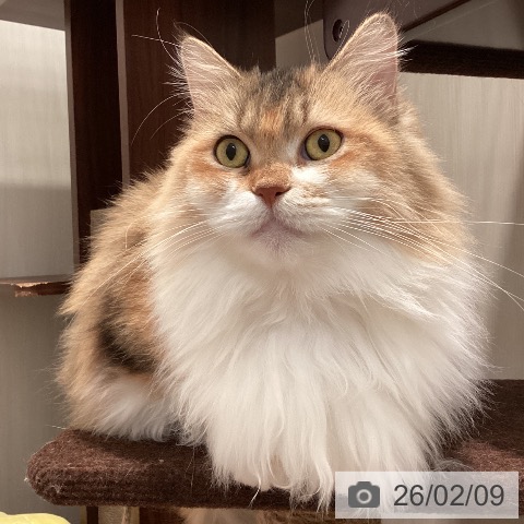 サイベリアンの写真