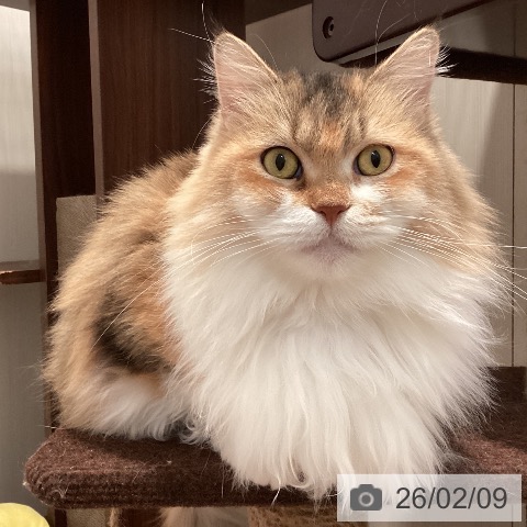 サイベリアンの写真