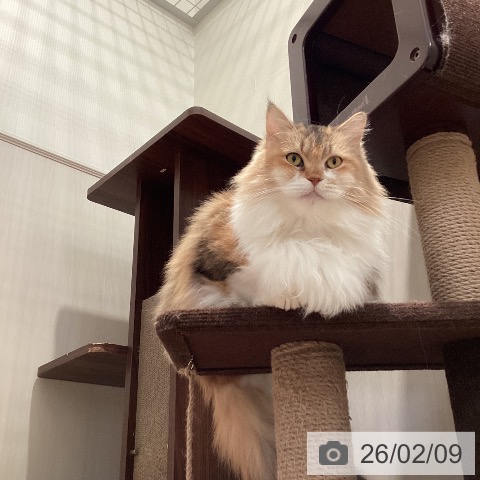 サイベリアンの写真