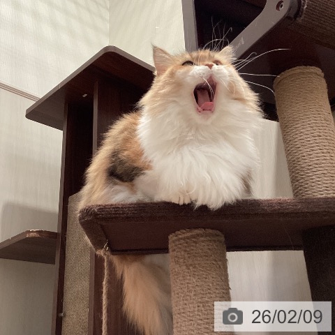 サイベリアンの写真