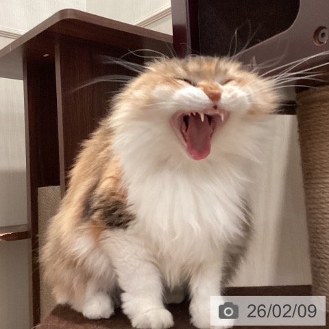 サイベリアンの写真