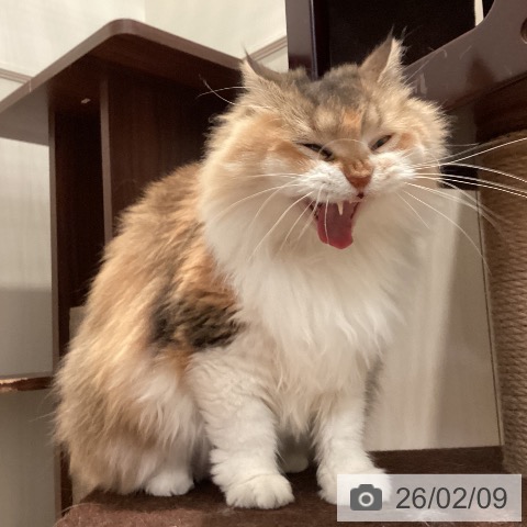 サイベリアンの写真