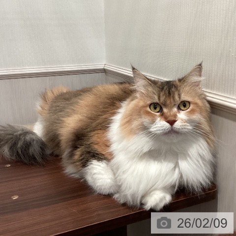 サイベリアンの写真