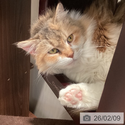 サイベリアンの写真