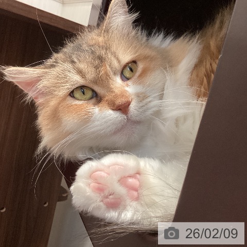 サイベリアンの写真