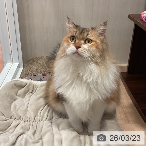 サイベリアンの写真