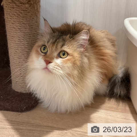 サイベリアンの写真