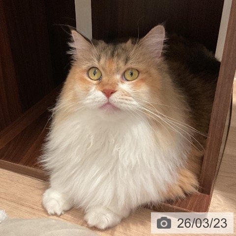 サイベリアンの写真