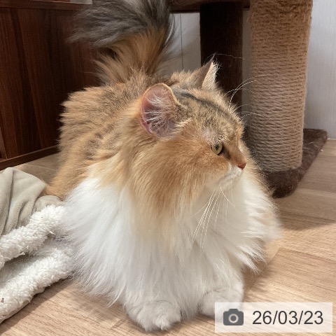 サイベリアンの写真