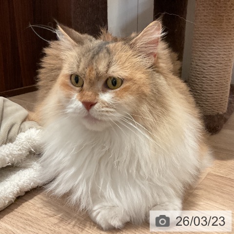 サイベリアンの写真