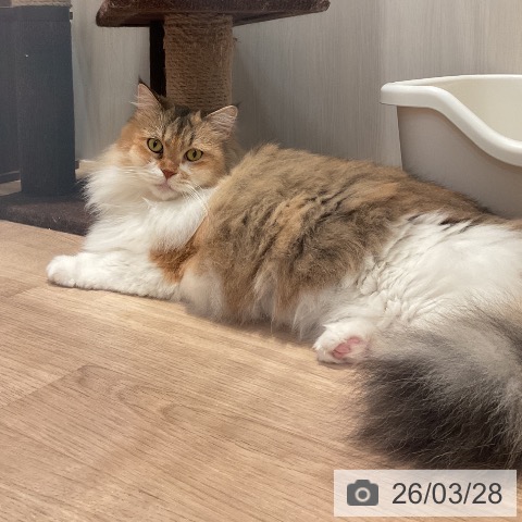 サイベリアンの写真