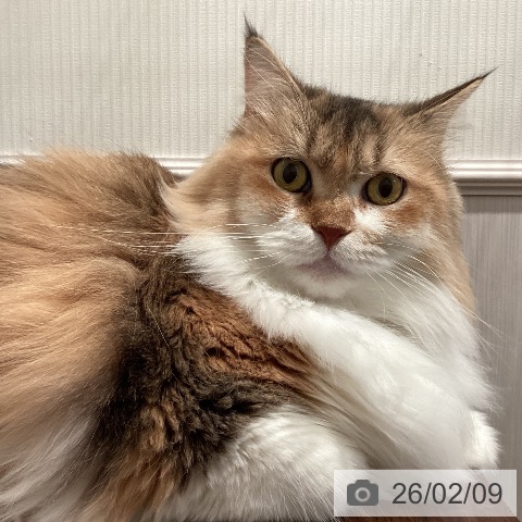 サイベリアンの写真