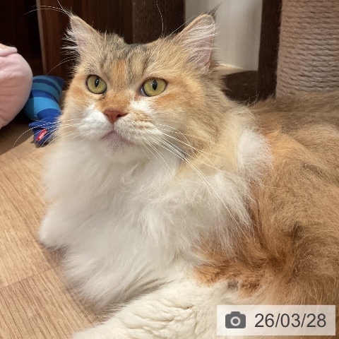 サイベリアンの写真