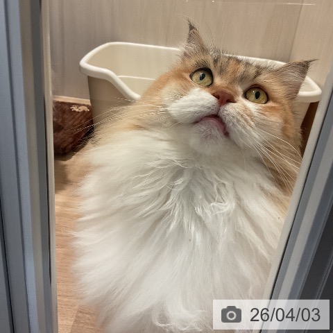 サイベリアンの写真