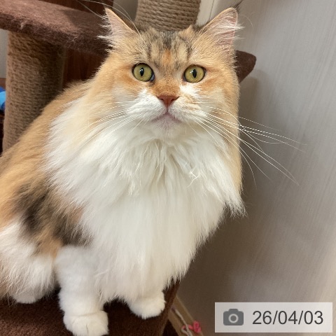 サイベリアンの写真