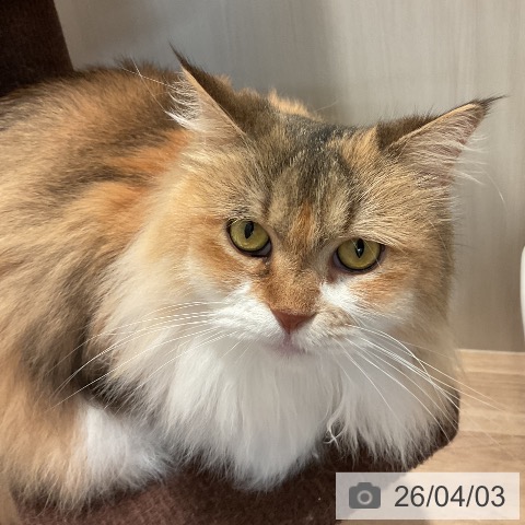 サイベリアンの写真