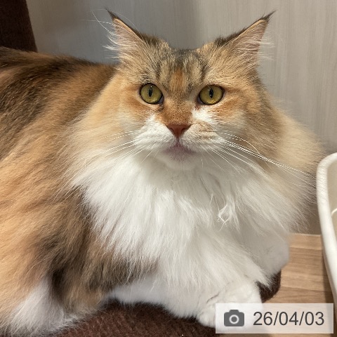 サイベリアンの写真