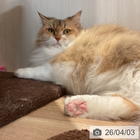 サイベリアンの写真