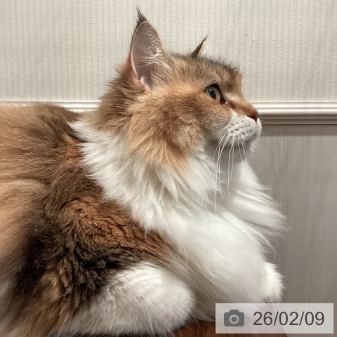 サイベリアンの写真