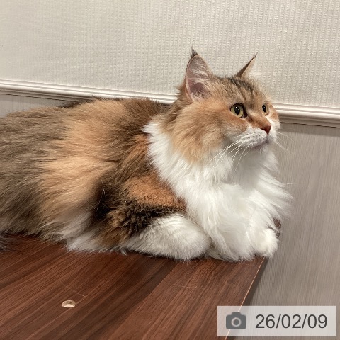 サイベリアンの写真